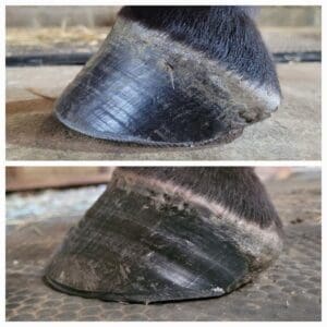 Stage de parage chez Joëlle Poncet - 6 & 7 juin