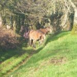 instal chemin 3 chevaux